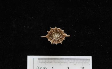 Caryophyllia spinigera Saville-Kent, 1871 刺狀葵珊瑚