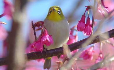 Zosterops japonicus Temminck & Schlegel, 1847 日菲繡眼