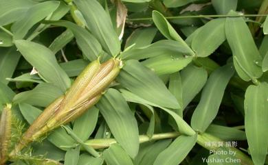 Hygroryza aristata (Retz.) Nees ex Wight & Arn. 水禾