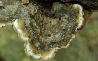 Auricularia mesenterica (Dicks.) Pers. 氈蓋木耳