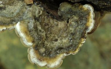 Auricularia mesenterica 氈蓋木耳