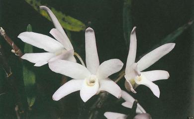 Dendrobium moniliforme (L.) Sw. 石斛