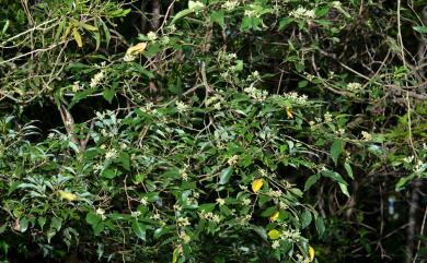 Grewia rhombifolia 菱葉捕魚木