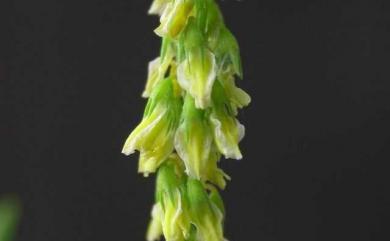 Melilotus officinalis (L.) Lam. 黃香草木樨