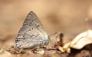 Ancema ctesia cakravasti (Fruhstorfer, 1909) 鈿灰蝶