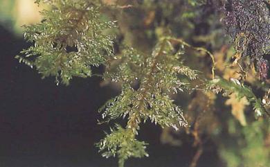 Homaliodendron scalpellifolium (Mitt.) Fleisch., 1955 刀葉樹平苔