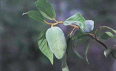 Ficus pumila var. pumila 薜荔