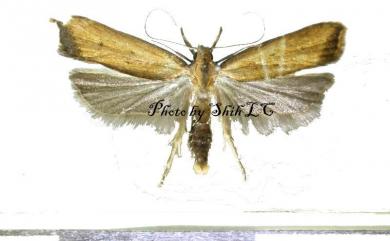 Dichomeris picrocarpa Meyrick, 1913