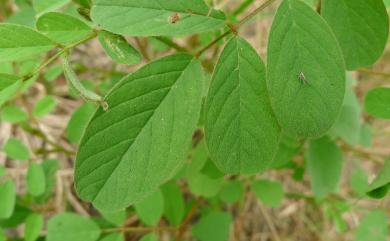 Indigofera hirsuta 毛木藍