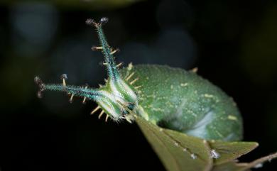 Hestina assimilis assimilis (Linnaeus, 1758) 紅斑脈蛺蝶