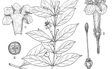 Coptosapelta diffusa (Champ. ex Benth.) Steenis 瓢簞藤