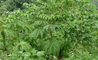 Tetrapanax papyriferus 通脫木