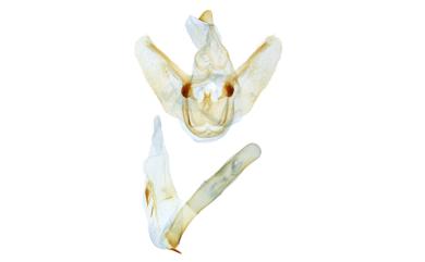 Palaeomystis falcataria (Moore, 1867) 古秘尺蛾