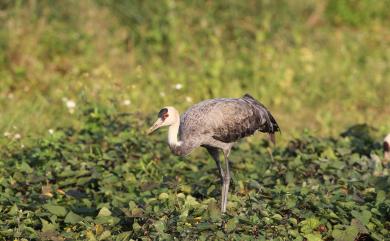 Grus monacha Temminck, 1835 白頭鶴