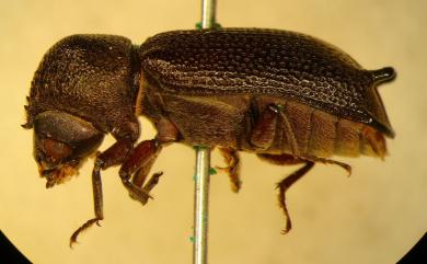 Heterobostrychus haematipennis (Lesne, 1895)