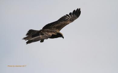 Milvus migrans formosanus 黑鳶