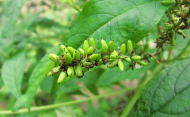 Buddleja asiatica 揚波