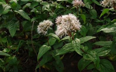 Eupatorium shimadae 島田氏澤蘭