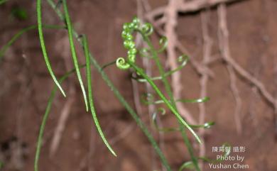 Plagiogyria euphlebia (Kunze) Mett. 華中瘤足蕨
