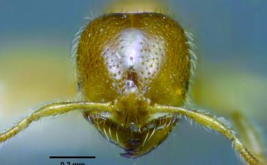 Solenopsis indagatrix Wheeler, 1928 獵食火家蟻