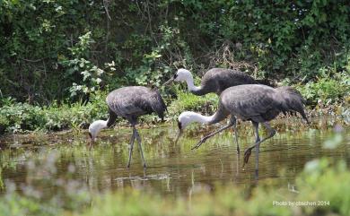 Grus monacha Temminck, 1835 白頭鶴