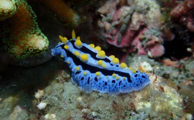Phyllidia coelestis Bergh, 1905 天空葉海牛