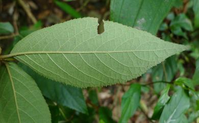 Callicarpa formosana var. glabrata 六龜粗糠樹