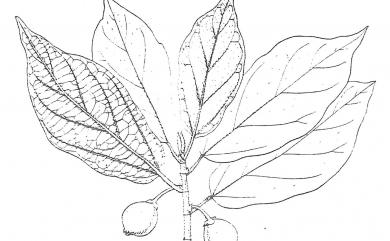 Ficus erecta var. beecheyana (Hook. & Arn.) King 牛奶榕