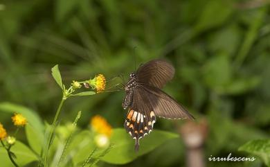 Papilio polytes polytes Linnaeus, 1758 玉帶鳳蝶