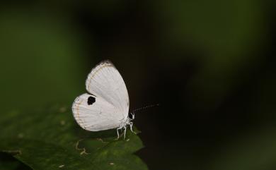 Pithecops fulgens urai Bethune-Baker, 1913 藍丸灰蝶