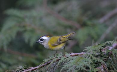 Regulus goodfellowi Ogilvie-Grant, 1906 火冠戴菊鳥