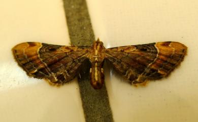 Mesoptila melanolopha (Swinhoe, 1895)