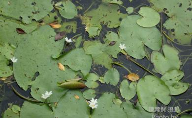 Nymphoides indica 印度莕菜