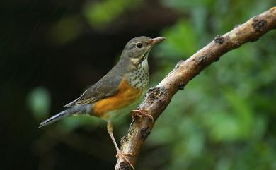 Turdus hortulorum Sclater, 1863 灰背鶇