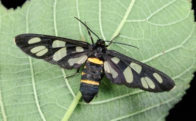 Amata fortunei matsumurai 雙黃環鹿子蛾