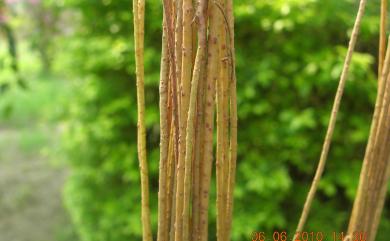 Cissus sicyoides L. 錦屏粉藤