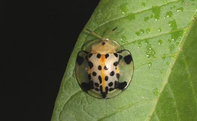 Aspidimorpha miliaris (Fabricius, 1775) 大黑星龜金花蟲