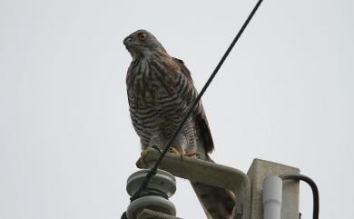 Accipiter trivirgatus formosae Mayr, 1949 鳳頭蒼鷹