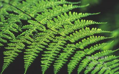 Dryopteris paleolata 魚鱗蕨