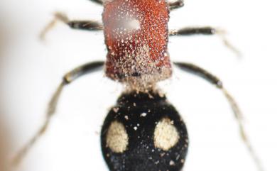 Mutillidae 蟻蜂科