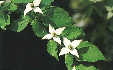 Cornus kousa subsp. chinensis 四照花