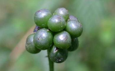 Lantana camara 馬櫻丹