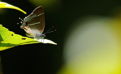 Neozephyrus taiwanus (Wileman, 1908) 臺灣榿翠灰蝶