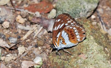 Limenitis sulpitia tricula Fruhstorfer, 1908 殘眉線蛺蝶