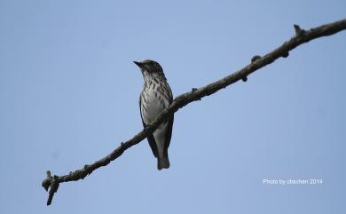 Muscicapa griseisticta (Swinhoe, 1861) 灰斑鶲