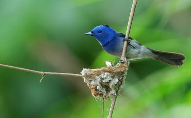 Hypothymis azurea oberholseri 黑枕藍鶲