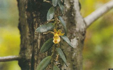 Gastrochilus formosanus (Hayata) Hayata 臺灣松蘭