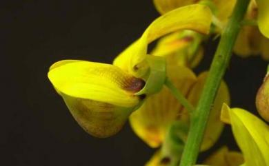 Crotalaria trichotoma 南美豬屎豆