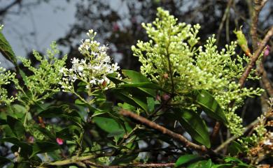 Ligustrum sinense Lour. 小實女貞