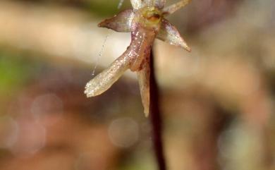 Neottia japonica (Blume) Szlach. 小雙葉蘭